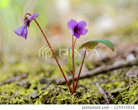 日本堇菜屬植物的開花。 125415018