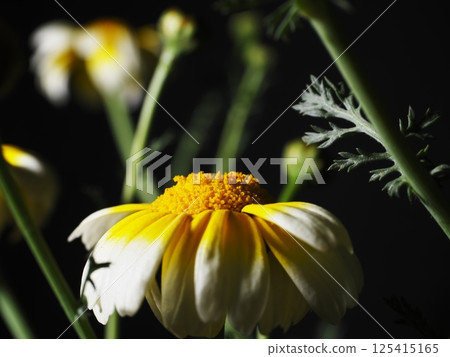 Spring chrysanthemum flowers on a black background Spring chrysanthemum flowers on a black background 125415165