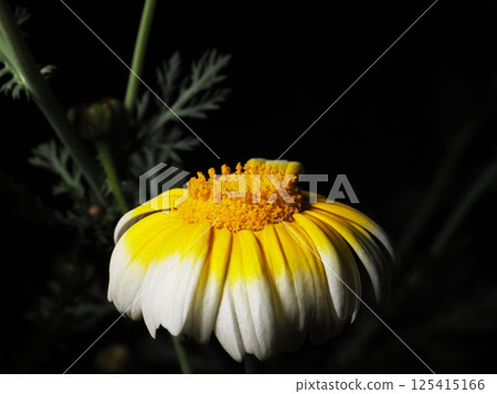 黑色背景中的春菊花 黑色背景中的春菊花 125415166