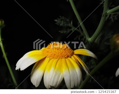 Spring chrysanthemum flowers on a black background Spring chrysanthemum flowers on a black background 125415167