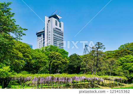 東京小石川後樂園紫藤花國家歷史遺址 東京小石川後樂園紫藤花國家歷史遺址 125415362