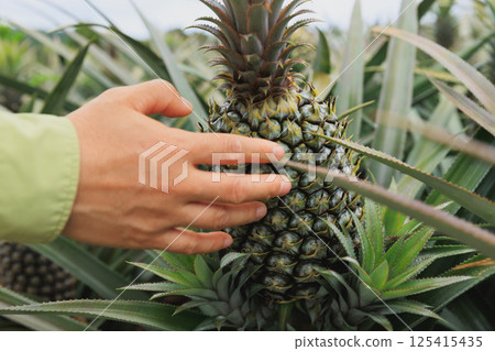 Pineapple grow on tree in garden 125415435