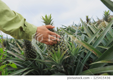 Pineapple grow on tree in garden 125415436