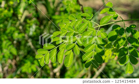 Moringa the Superfood Moringa the Superfood 125415484