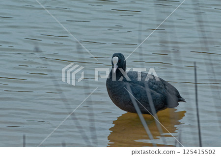 水邊野生鳥類 白鷺科 骨頂雞 水邊野生鳥類 白鷺科 骨頂雞 125415502