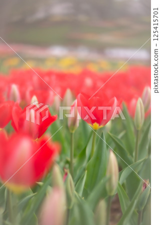 春天花壇裡盛開的紅色鬱金香 [春天] 125415701