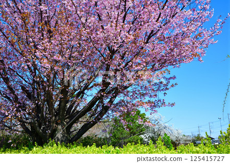 高尾櫻花公園附近的重瓣櫻花在藍天下盛開 125415727