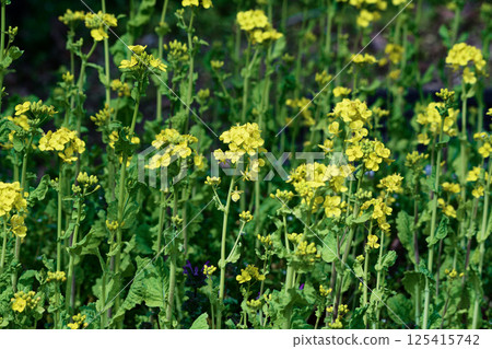 Brassicaceae flower, rape blossom 125415742