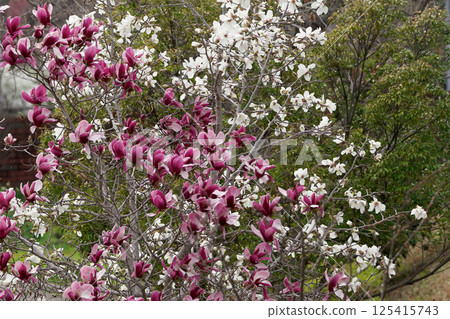 Magnoliaceae Magnolia japonica flowering 125415743