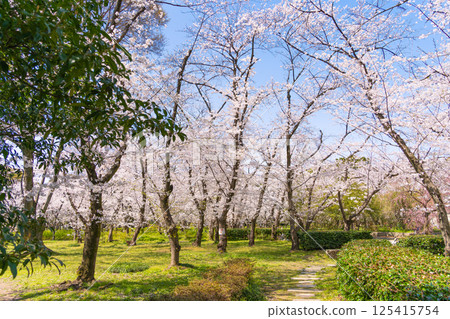 Shonai Green Park Cherry Blossom Tunnel 125415754