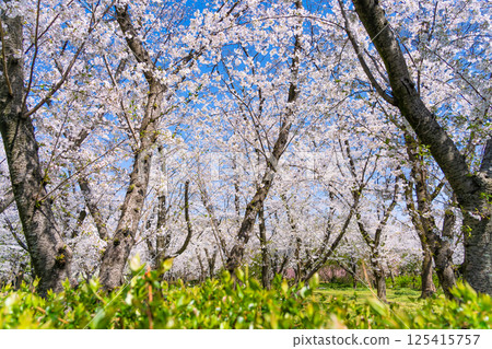 Shonai Green Park Cherry Blossom Tunnel 125415757