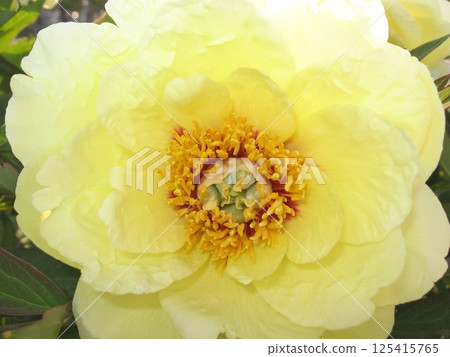 The Peony Festival will be held from late April to early May, and you can enjoy about 150 kinds of peonies (May 5, 2013). The Peony Festival will be held from late April to early May, and you can enjoy about 150 kinds of peonies (May 5, 2013). 125415765