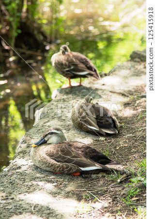 Spot-billed ducks resting by the water 125415918