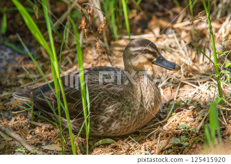 一隻野鴨在草叢中休息 125415920