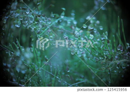 Illuminated wild herb shepherd's purse and raindrops Illuminated wild herb shepherd's purse and raindrops 125415956