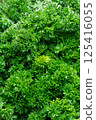 Close up of parsley herb. 125416055