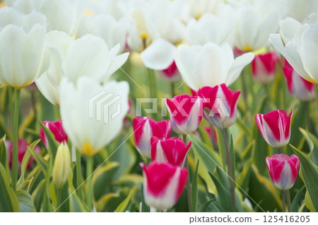 Red and white tulips together Red and white tulips together 125416205