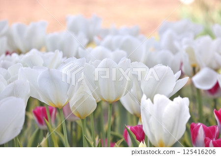 Red and white tulips together Red and white tulips together 125416206