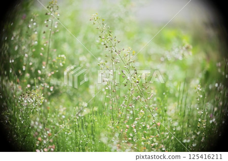 與waterdrop的草 與waterdrop的草 125416211