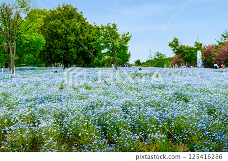 Nemophila flowerbed at Toneri Park in Adachi Ward, Tokyo Nemophila flowerbed at Toneri Park in Adachi Ward, Tokyo 125416286