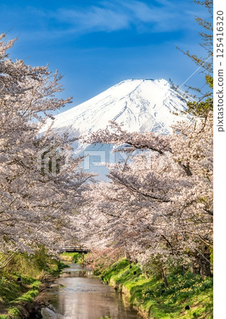 Cherry blossom trees along the Shinnasho River and Mt. Fuji 125416320