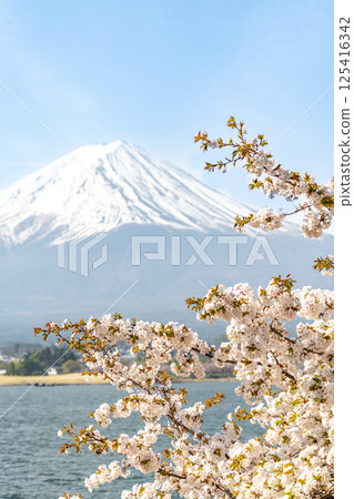 Cherry blossoms blooming along the shores of Lake Kawaguchi in spring 125416342