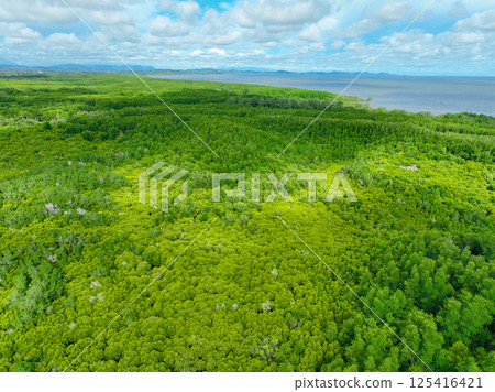 Aerial view green mangrove forest. Carbon storage, climate change mitigation, and conservation of vital marine habitats. Essential for coastal protection, restoration efforts, and blue carbon programs 125416421