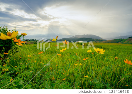 Serene rice field landscape with blooming yellow flowers under cloudy sky. Eco farming in lush rural environment during summer. Seasonal beauty, organic growth, and sustainable agriculture. Rural life Serene rice field landscape with blooming yellow flowers under cloudy sky. Eco farming in lush rural environment during summer. Seasonal beauty, organic growth, and sustainable agriculture. Rural life 125416428