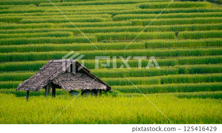 Green rice terraces with a traditional hut in countryside. Rural lifestyle, seasonal farming, and natural harmony in northern Thailand. Eco farming, peaceful nature, and traditional culture in Asia. 125416429