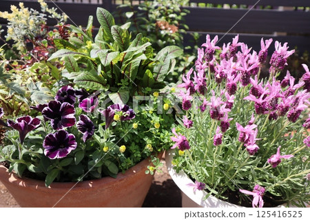 Petunia and French lavender in a pot 125416525