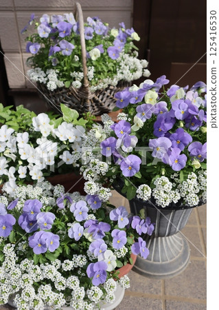 入口前有一盆用種子培育的淡色紫羅蘭 125416530