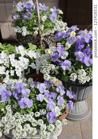 入口前有一盆用種子培育的淡色紫羅蘭 入口前有一盆用種子培育的淡色紫羅蘭 125416531