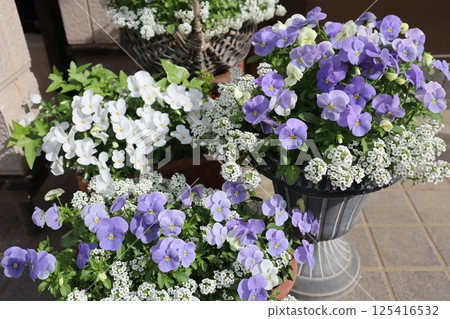 入口前有一盆用種子培育的淡色紫羅蘭 125416532