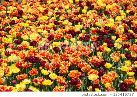 Colorful spring tulip flowers 125416737