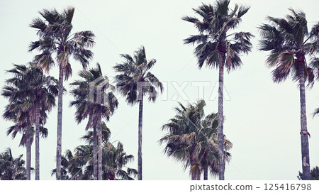 Row of palm trees Row of palm trees 125416798