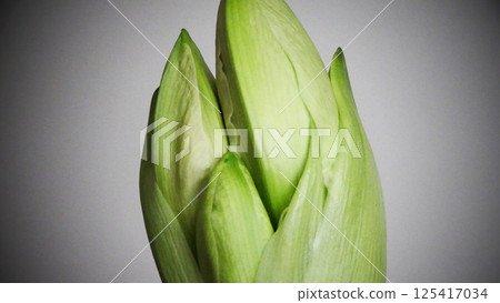 春天即將來臨。孤挺花的花蕾讓我心動不已 春天即將來臨。孤挺花的花蕾讓我心動不已 125417034