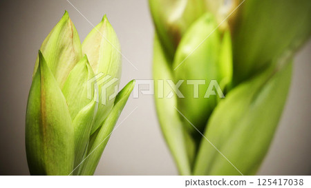 Spring has arrived. Amaryllis buds are starting to open 3 125417038