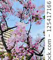 Sakura that shines in the blue sky 125417166