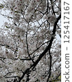 Cherry blossoms are in full bloom 125417167