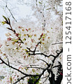 Landscape with cherry blossoms in full bloom 125417168