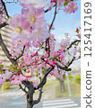 Pink cherry blossoms Sakura Japan 125417169