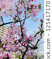 Pink cherry blossoms 125417170