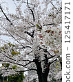 Cherry tree in full bloom 125417171