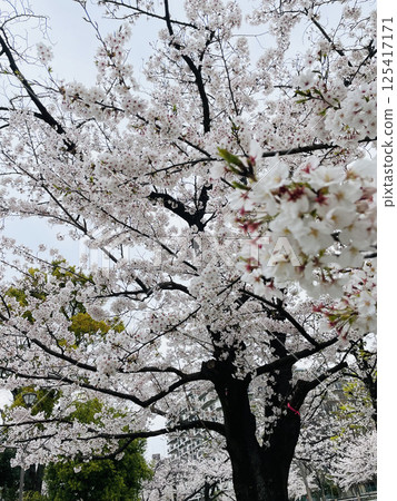 Cherry tree in full bloom 125417171