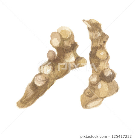 Watercolor painting of Atractylodes macrocarpa, White Atractylodes macrocarpa root Watercolor painting of Atractylodes macrocarpa, White Atractylodes macrocarpa root 125417232