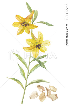 Watercolor painting of Hakata lily, flowers and roots, Byakugo (lily) 125417233