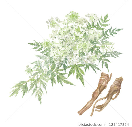 Watercolor painting of Angelica dahurica and roots Watercolor painting of Angelica dahurica and roots 125417234