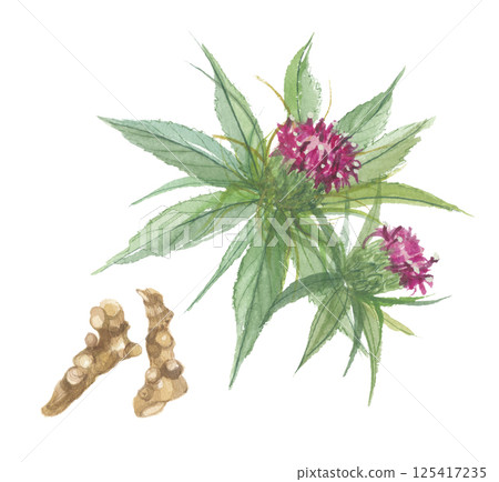 Watercolor painting of flowers and roots of Atractylodes macrocarpa Watercolor painting of flowers and roots of Atractylodes macrocarpa 125417235