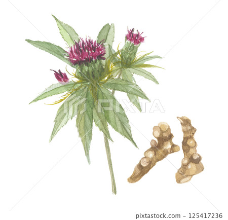 Watercolor painting of flowers and roots of Atractylodes macrocarpa Watercolor painting of flowers and roots of Atractylodes macrocarpa 125417236