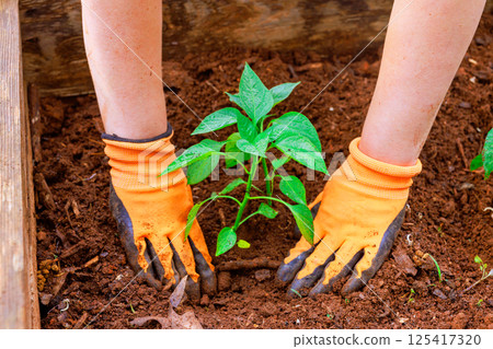 Hands in gloves planting young pepper seedling in rich soil in garden bed 125417320